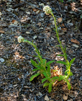 Green Everlasting (Pseudognaphalium californicum)