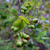 Berries of Hairy Honeysuckle (Lonicera hispidula)