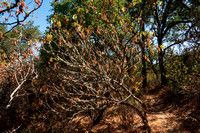 California Buckeye (Aesculus californica)