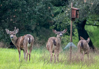 Bucks in Mader Valley