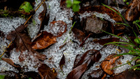 Hail with Dry Leaves