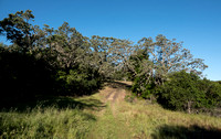 Blue Oak Archway