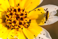 Bugs on Tidy Tips Flower (Layia platyglossa)