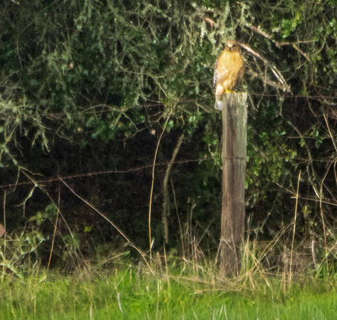 Red-shouldered Hawk (Buteo lineatus) Hunts