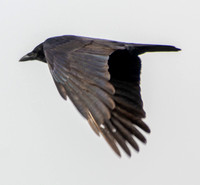 Common Raven (?) (Corvus corax) in Flight