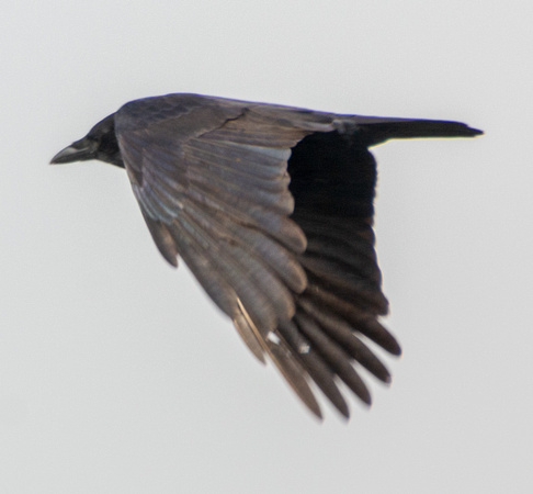 Common Raven (?) (Corvus corax) in Flight