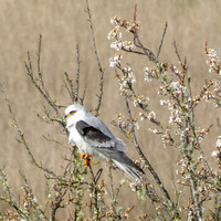 White-tailed Kite (Elanus leucurus) Rests in Blossom Tree (Closer)