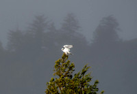 White-tailed Kite (Elanus leucurus) Settles on Redwood Tree