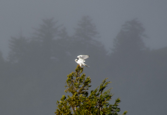 White-tailed Kite (Elanus leucurus) Settles on Redwood Tree