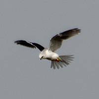 White-tailed Kite (Elanus leucurus), Kiting