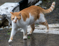 Weizmann Cat (2)