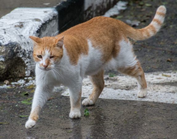 Weizmann Cat (2)