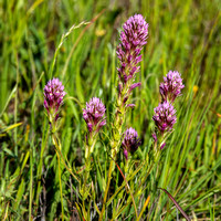 Owl's Clover (Castillejy densiflora ssp. densiflora)