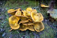 Random Fungus, some Coal Mine Ridge