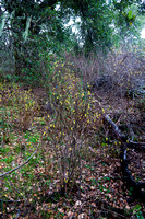 Dirca occiddentalis (Western Leatherwood) in Blossom