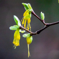 Flowers of Dirca occiddentalis (Western Leatherwood)