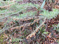Seeds of California Sagebrush (Artemesia californica)