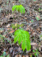 Young California Buckeye (Aesculus californica), Leafing Out
