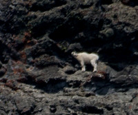 Rocky Mountain Bighorn Sheep (?) (Ovis canadensis canadensis) near High Lake, Oregon
