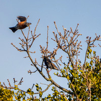 American Robin (Turdus migratorius) passes European Starling (Sturnus vulgaris)