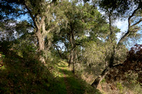 Trail through Oaks