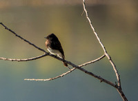 Swallow near Searsville Dam