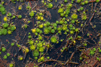 Water Plants in Searsville Lake