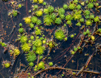 Water Plants in Searsville Lake (Closer)