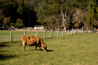 081006cow_grazing_dq