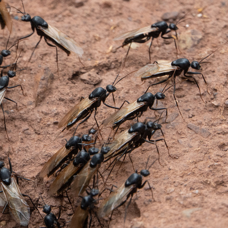 Male Carpenter Ants (Camponotus semitestaceous) On a Mission