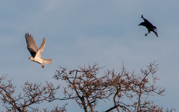 American Crow attacks White-tailed Kite