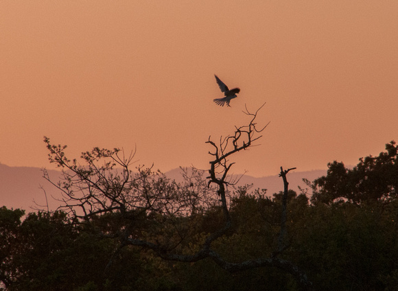 Kite Landing at Dawn
