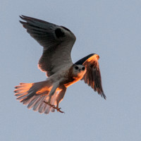 Juvenile Black-shouldered Kite (Elanus leucurus) in Flight