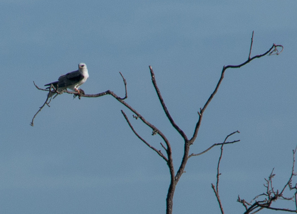 White-tailed Kite (Elanus leucurus) with Prey