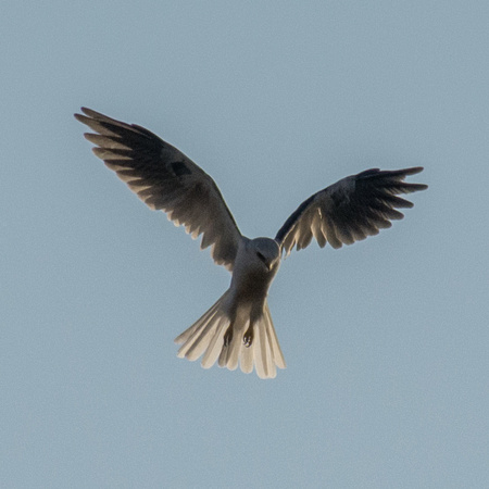White-tailed Kite (Elanus leucurus), Kiting, in Order