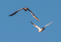Two Juvenile Kites in Flight