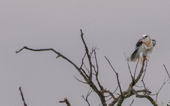 Black-shouldered Kite (Elanus leucurus) at Rest