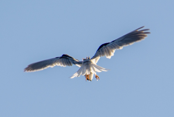 White-tailed Kite (Elanus leucurus), Descending