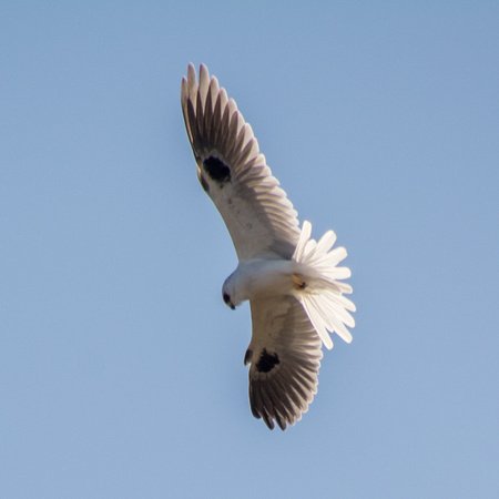 White-tailed Kite (Elanus leucurus), Wheeling