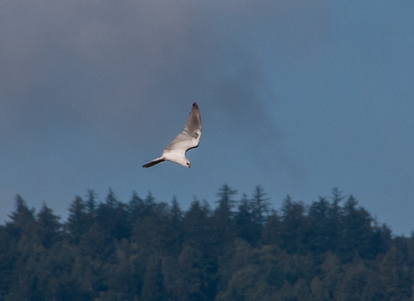 White-tailed Kite Swoops Down