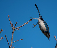 Western Scrub Jay (Aphelocoma californica) Takes Flight with a Dive