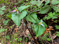 Western Wakerobin (Trilium ovatum) in Bloom