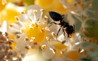 Acrobat Ant (Crematogaster coarctata) on Blossom of Holly-Leaved Cherry (Prunus ilicifolia)