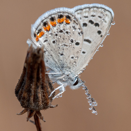 Acmon Blue Butterfly (Plebejus acmon), Covered in Dew