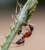 "Minor" Carpenter Ant (Camponotus spp.)