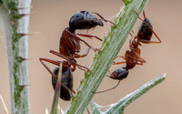"Major" & "Minor" Carpenter Ants (Camponotus spp.)