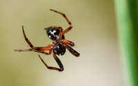 Bug-eyed Spider (2)