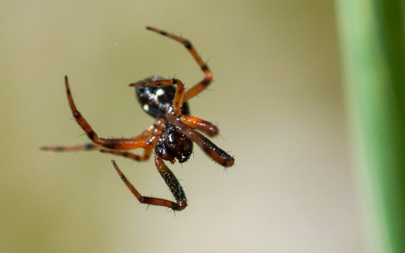 Bug-eyed Spider (2)
