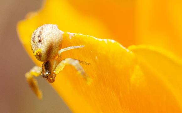 Crab Spider (Diaea livens) in California Poppy