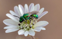 Cute Carpenter Bee (?) on Tarweed (2)